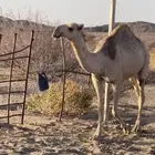 بكره على بعير بطي البقمي