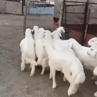مواشي