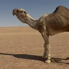 فحل اشقح طيب