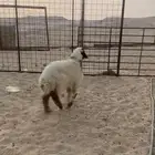 للبيع رخل نعيمي