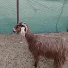 عنز للبيع