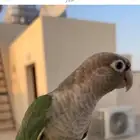 طير مفقود ممشى الهجرة ( خلف ماكدونالدز)