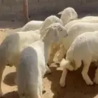 10 طليان كفو وبريه