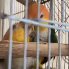 زو ج كايك وايت بيلي منتج