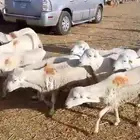 طليان رفيدية يمنية