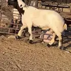 جدع نعيمي صنف فاخر للبيع