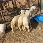 جده