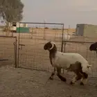 جذعان نعيم