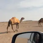 للبيع