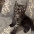 كتن شيرازي هجين برتش