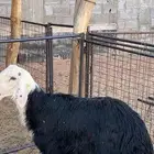 خروف