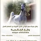 فحل متاح لتشبيه في مربط سمو الوادي الجوف