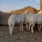 للبيع مشاريع فحول صنف