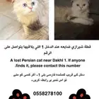 قطة شيرازي ضايعه