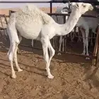 حشو قصب للبيع