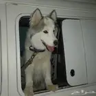 كلب هاسكى العمر 7 شهور مطعم