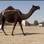 عشراء ضروبه بكر رباع مجهم