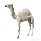 للبيع المستعجل