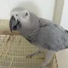 ببغا هولندي
