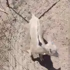 تيس قزمي