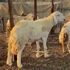 طلي فحل صنف