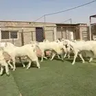 جفار بيض مصريات مطورات