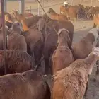 غنم طليان سواكني حمريات