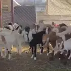 تيوس فل شحم العدد 44