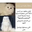 قط مفقود