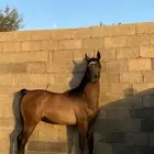مهر واهو شيخ