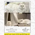 قط مفقود