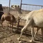 حشو