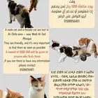 قطط مفقودة في الشفا