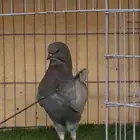 تم البيع مودينا