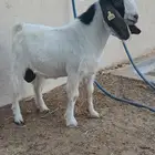 تيس بورقيت