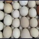 بيض بلدي للبيع غير مخصب