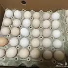بيض لاحم روس 308