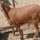 سواكني تربية