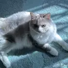 قط شيرازي