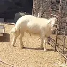 فحل اصفر ثني