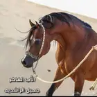 واهو للبيع