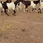 معزاء مشاريك قبرصي خصصصم