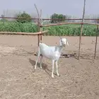 جفره جذعه للبيع