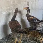 صوص باكستاني شاومي