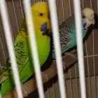 ازاوج بادجي منتج بفروخها وعده تصنيفات ممتازة وزوج روز معروض