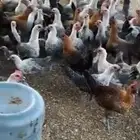 دجاج