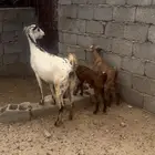 عنز والد للبيع