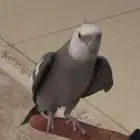 عصفور كروان اليف للبيع ع السوم