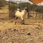 تيس بيشي كفو
