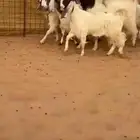 مشاريك مصري قبرصي مطور